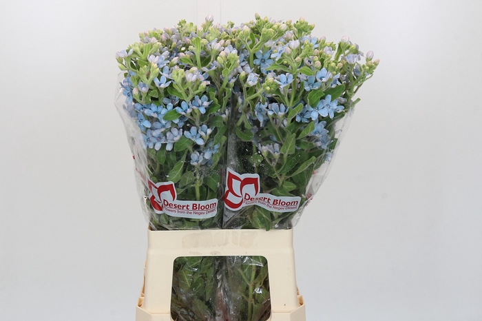 <h4>Oxypetalum Tweedia Blue</h4>