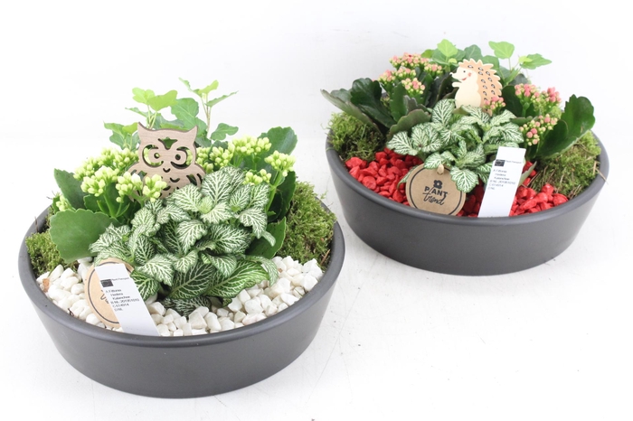 <h4>arr2 PL - Ker. schaal zwart 25cm - rood/wit</h4>