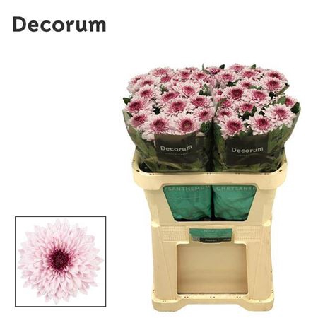 <h4>Chrysanthemum (Indicum Grp) geplozen Pip Pretty</h4>