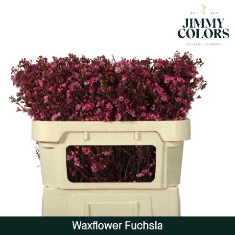 <h4>Waxflower L70 Klbh. Fuchsia</h4>