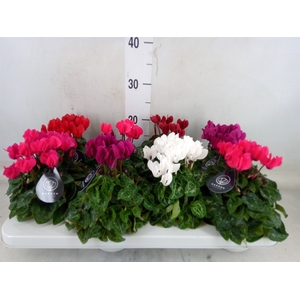 Cyclamen KL   ...patio
