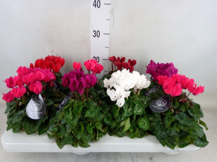 <h4>Cyclamen KL   ...patio</h4>