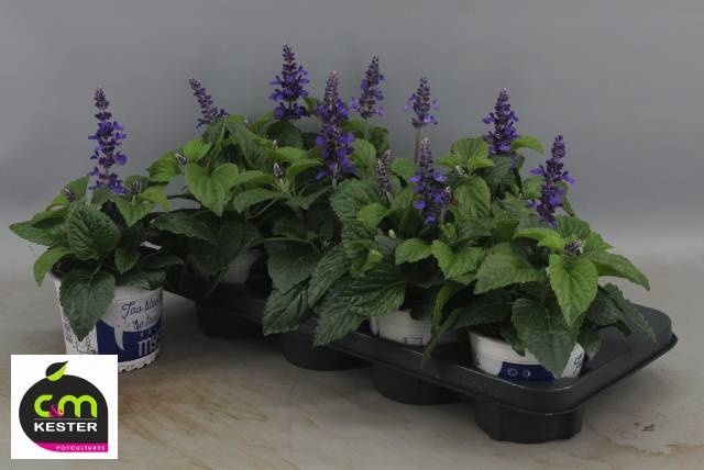 <h4>SALVIA MYS SPIRES BL</h4>