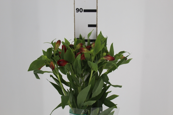 <h4>ALSTROEMERIA ANGELINA 080 CM</h4>