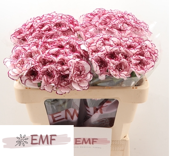 <h4>DI ST DAMASCUS</h4>