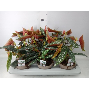 Begonia BD mac. 'Wightii'