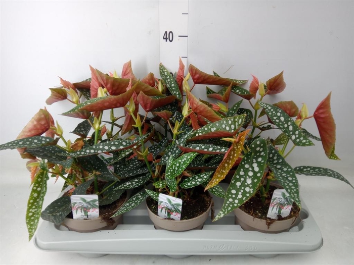 <h4>Begonia BD mac. 'Wightii'</h4>