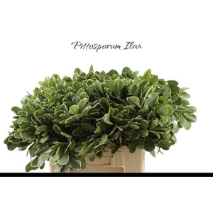 PITTOSPORUM ILAN
