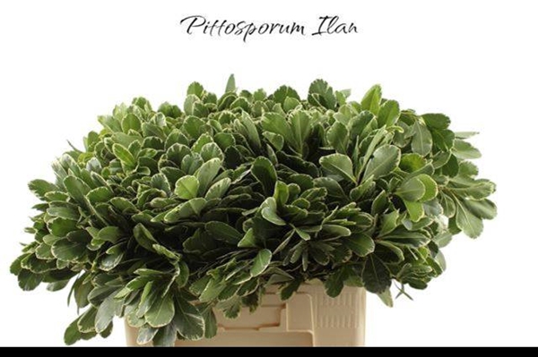 <h4>PITTOSPORUM ILAN</h4>