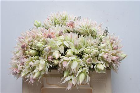 <h4>Blushing Bride 2-5</h4>