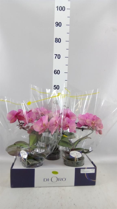 <h4>Phalaenopsis   ...</h4>