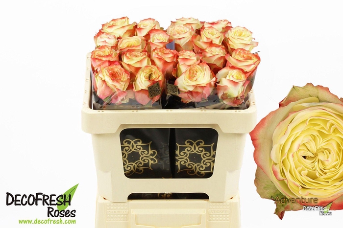 <h4>R Gr Adventure</h4>