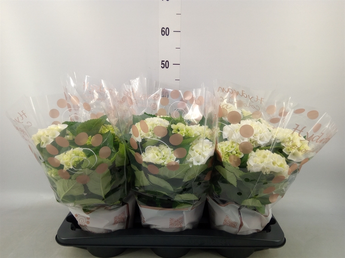 <h4>Hydrangea mac. 'Crystal Palace'</h4>