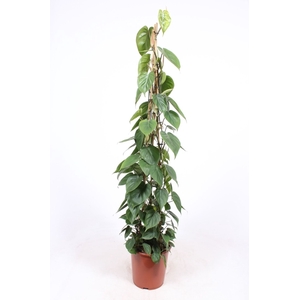 Philodendron scandens