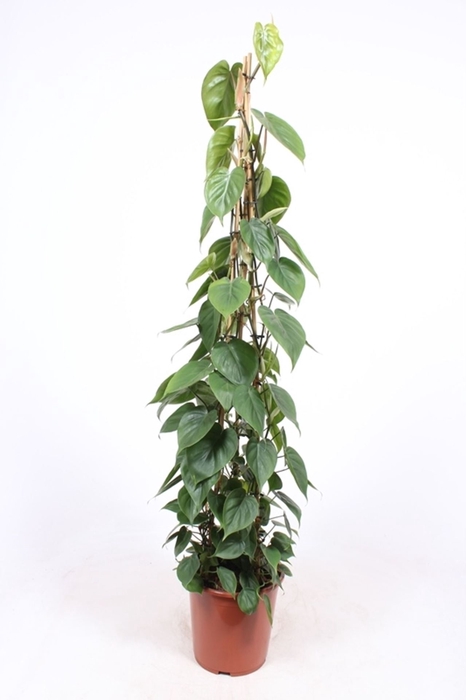 <h4>Philodendron scandens</h4>