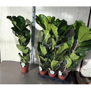 Ficus Lyrata