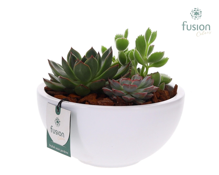 <h4>Keramieken moonschaal met succulenten</h4>