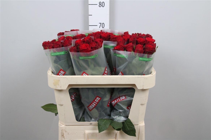 <h4>R Gr Upper Class</h4>