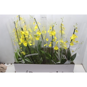 ONCIDIUM ALOHA P15