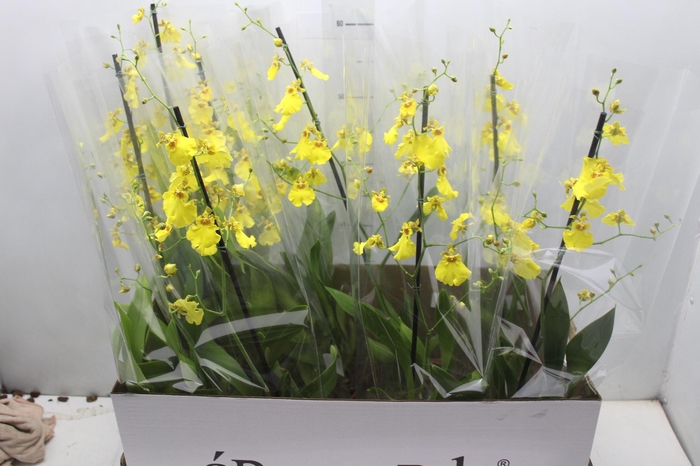 <h4>ONCIDIUM ALOHA P15</h4>