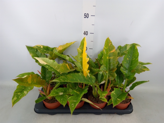 <h4>Philodendron  'Ring of Fire'</h4>