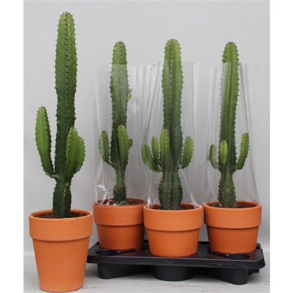 <h4>Euphorbia Acrurensis stenen pot</h4>