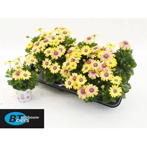 OSTEO FLOWER POWER YELLOW
