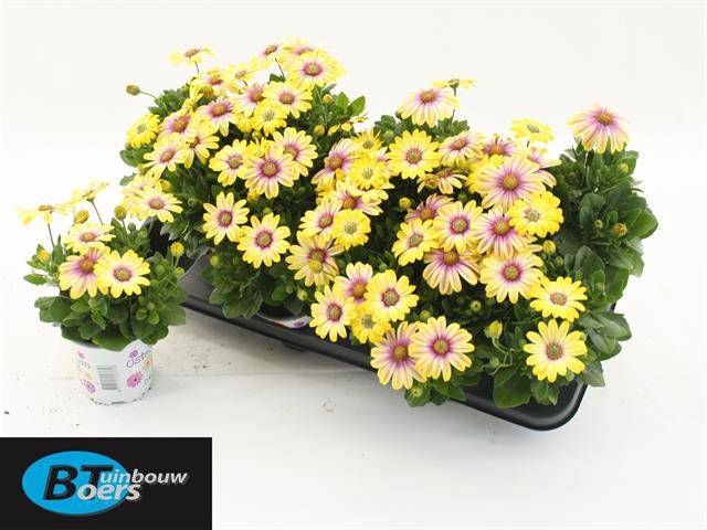 <h4>OSTEO FLOWER POWER YELLOW</h4>