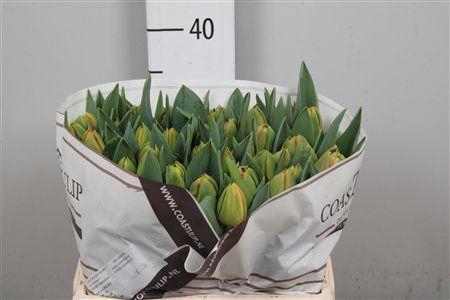 <h4>Tu Du Lorenzo</h4>