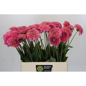 Dahlia Pink Runner