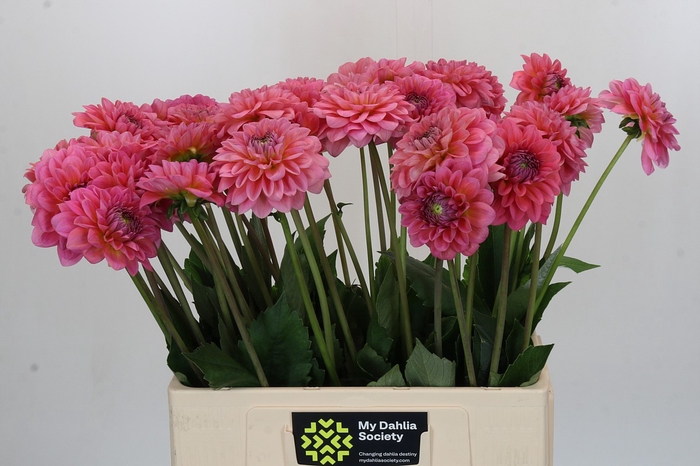 <h4>Dahlia Pink Runner</h4>
