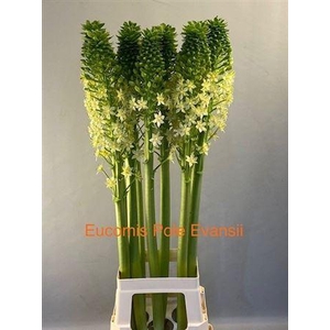 EUCOMIS GOLIATH