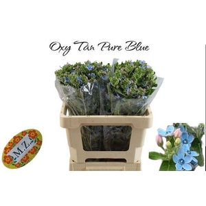 OXY CO TAN PURE BLU