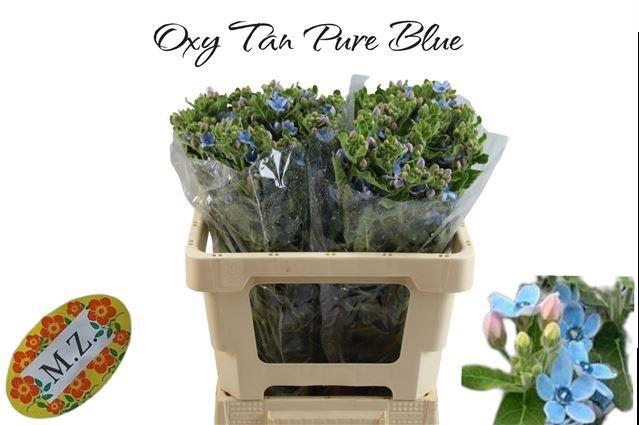 <h4>OXY CO TAN PURE BLU</h4>