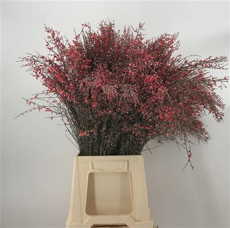 <h4>Genista Col Red 200gr</h4>