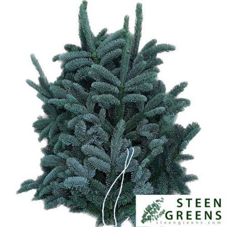 <h4>Abies Nob Bla 5 Kilo Wit Band Extra</h4>