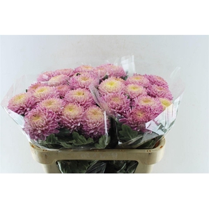 Chr G Bigoudi Pink