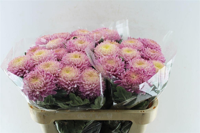 <h4>Chr G Bigoudi Pink</h4>