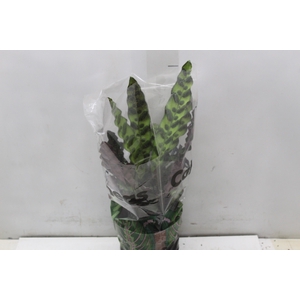 CALATHEA INSIGNIS P17