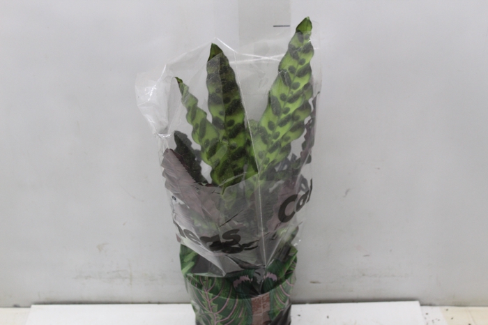 <h4>CALATHEA INSIGNIS P17</h4>