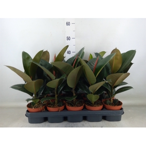 Ficus elastica 'Robusta'