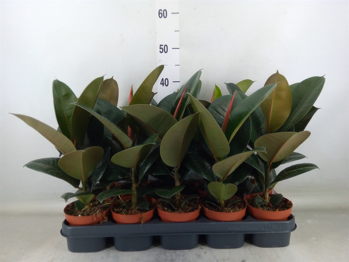 <h4>Ficus elastica 'Robusta'</h4>