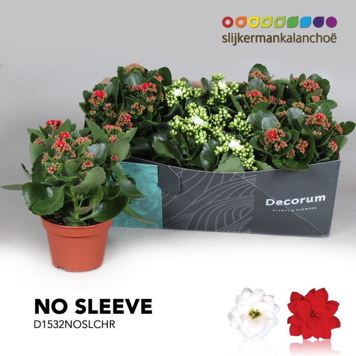 <h4>Kalanchoe No Sleeve - Christmas mix - kerst</h4>