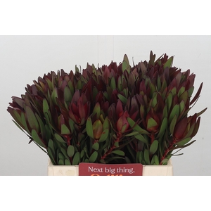 Leucadendron Saf Sunset Dark Red