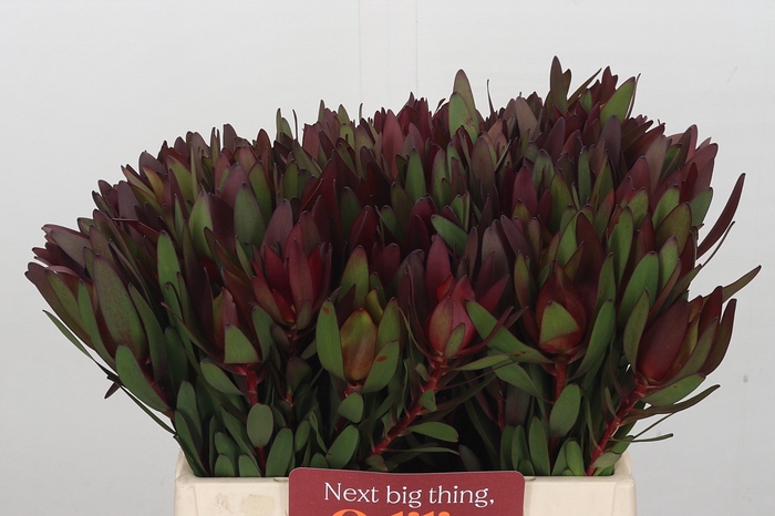 Leucadendron Saf Sunset Dark Red