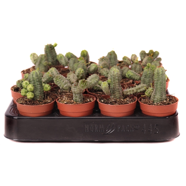 <h4>Euphorbia polycantha 5,5 cm</h4>