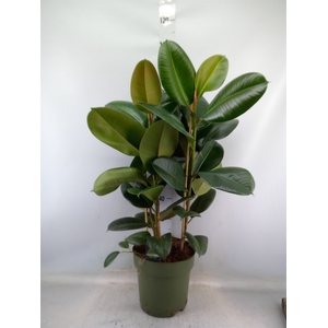 Ficus elastica 'Robusta'