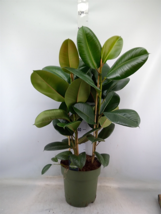 <h4>Ficus elastica 'Robusta'</h4>