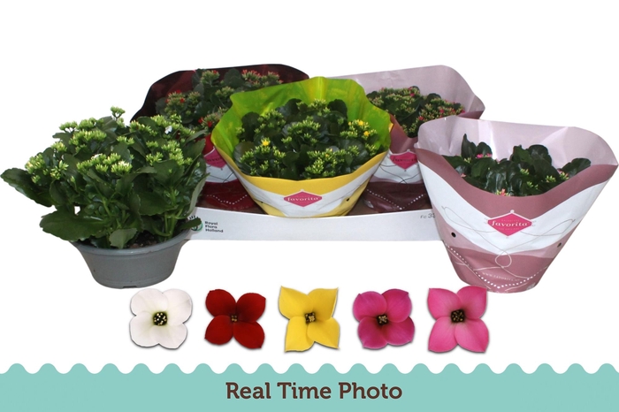 <h4>KAL EN GEM 5 KL</h4>