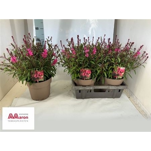Gaura lindheimeri Belleza Compact Pink